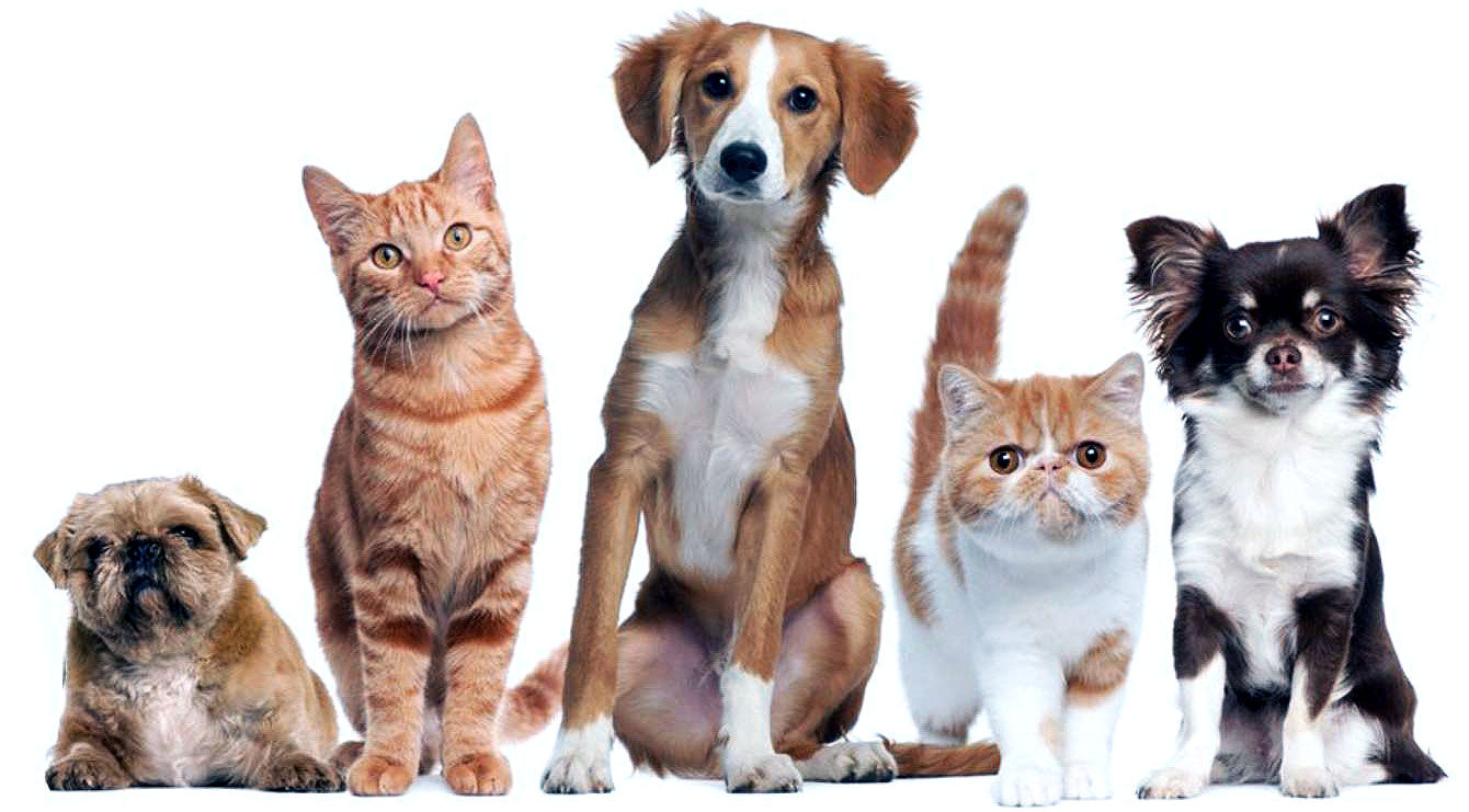 pets